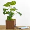 Artificial House Plant With USB Port